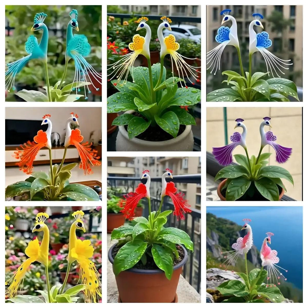 Vibrant Peacock Flower Seeds Pack of 1